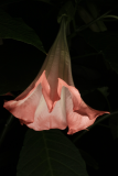 Brugmansia suaveolens 'Pink Beauty' RCP8-2016 (21).JPG